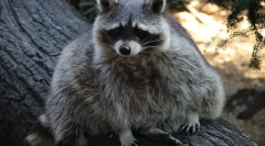 Hány mosómedve él